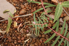 Euphorbia deccanensis var. nallamalayana